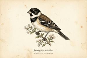 Morelet's Seedeater illustration