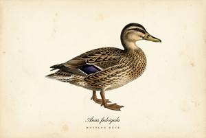 Mottled Duck illustration