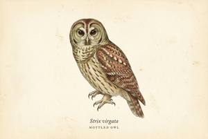 Mottled Owl illustration
