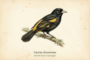 Mountain Cacique illustration
