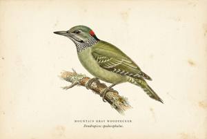 Mountain Gray Woodpecker illustration