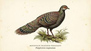 Mountain Peacock-Pheasant illustration