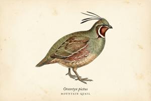 Mountain Quail illustration