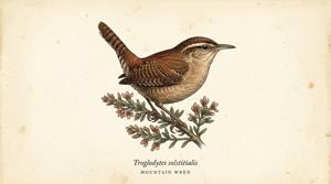 Mountain Wren illustration