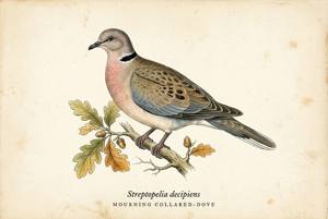 Mourning Collared-Dove illustration
