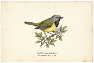 Mourning Warbler illustration