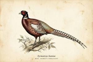 Mrs. Hume's Pheasant illustration
