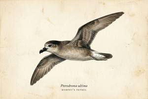 Murphy's Petrel illustration