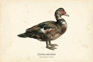 Muscovy Duck illustration