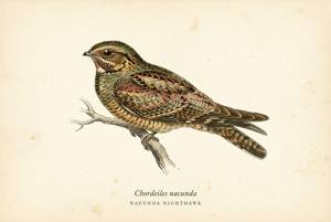 Nacunda Nighthawk illustration