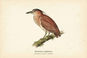 Nankeen Night Heron illustration
