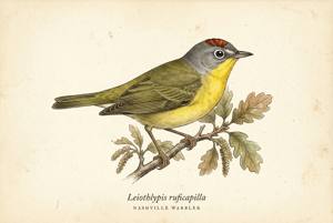 Nashville Warbler illustration