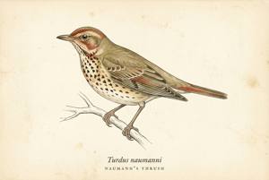 Naumann's Thrush illustration