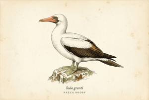 Nazca Booby illustration