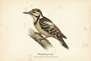 Necklaced Woodpecker illustration