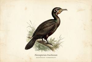 Neotropic Cormorant illustration