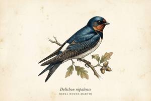 Nepal House-Martin illustration