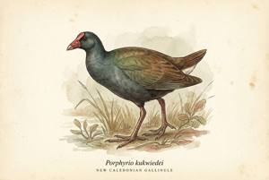 New Caledonian Gallinule illustration