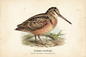 New Guinea Woodcock illustration