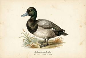 New Zealand Scaup illustration