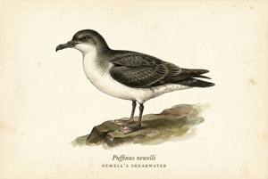 Newell's Shearwater illustration