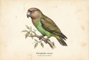 Niam-Niam Parrot illustration