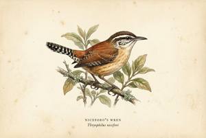 Niceforo's Wren illustration