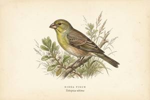 Nihoa Finch illustration