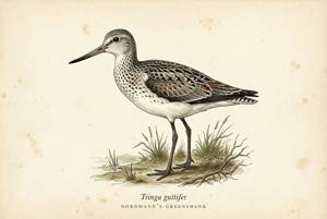 Nordmann's Greenshank illustration
