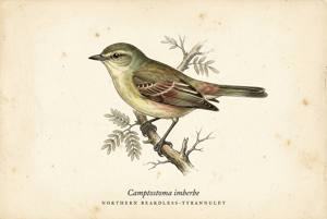 Northern Beardless-Tyrannulet illustration