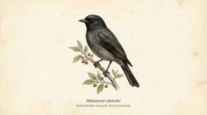Northern Black-Flycatcher illustration
