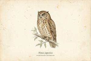 Northern Boobook illustration