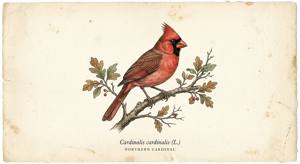Northern Cardinal illustration