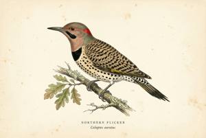 Northern Flicker illustration