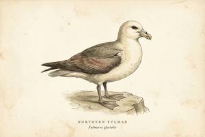 Northern Fulmar illustration