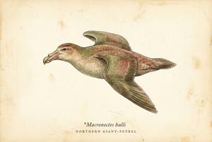Northern Giant-Petrel illustration