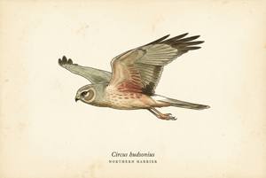 Northern Harrier illustration