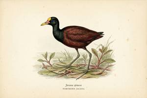 Northern Jacana illustration