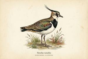Northern Lapwing illustration