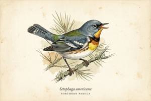 Northern Parula illustration