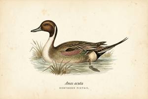 Northern Pintail illustration