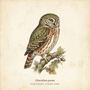 Northern Pygmy-Owl illustration