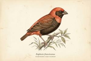 Northern Red Bishop illustration