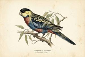 Northern Rosella illustration