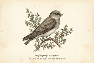 Northern Rough-winged Swallow illustration