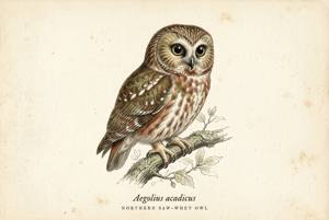 Northern Saw-whet Owl illustration