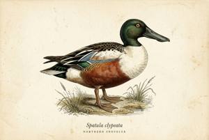 Northern Shoveler illustration