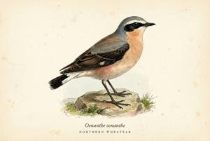 Northern Wheatear illustration