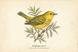 Northern Yellow Warbler illustration
