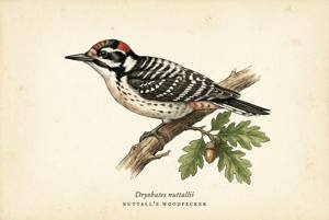 Nuttall's Woodpecker illustration